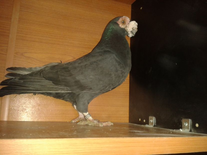  - PORUMBEI PASIUNE PERFECTIUNE PERSPECTIVE