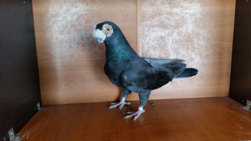 3. negru de Turda - EXPOZITIA LOTULUI