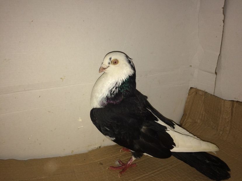 mascul  2011 - Plecați ALBUM 1