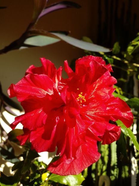 Hibiscus double red - Trandafiri japonezi