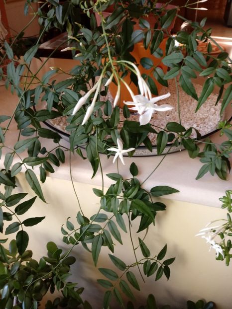 JasminumPolyanthum - Diverse flori