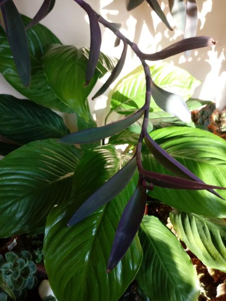 SpathiphyllumWallisii-Crinul Păcii - Diverse flori