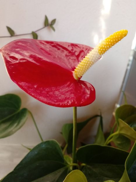 Anthurium Flamingo rosu - Anthurium - Floarea Flamingo