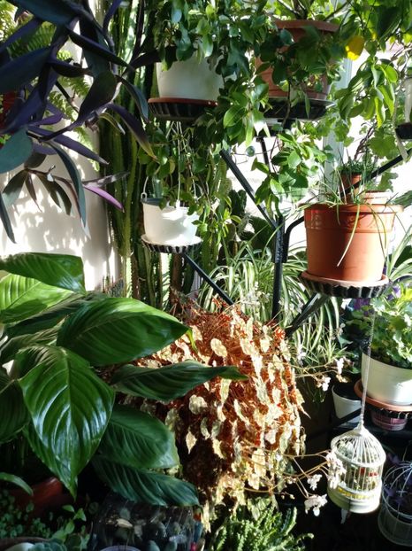 Mini-sera mea - Diverse flori