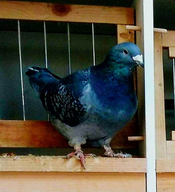 IMG-20171226-WA0014 - SOLZATI