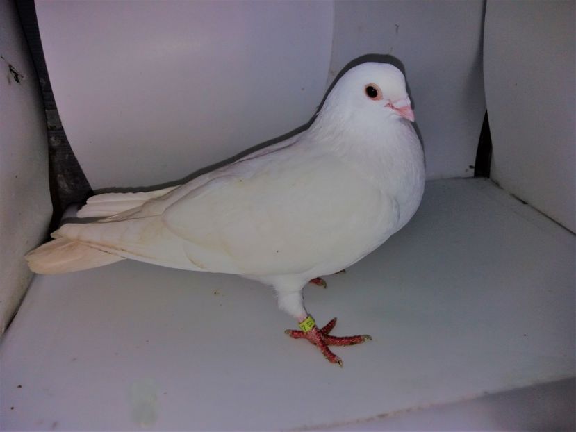 2027  mascul  2017 - Plecați ALBUM 2