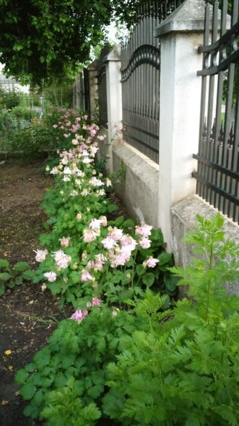 Caldaruse - flori disponibile primavara 2018