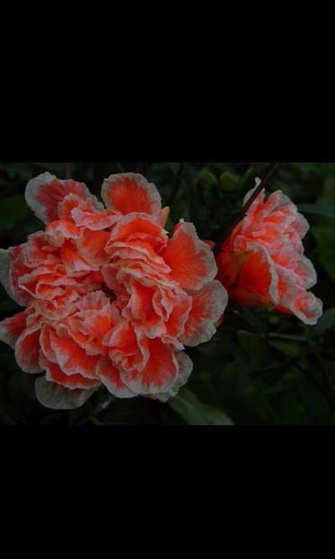  - Punica granatum Legrelliae