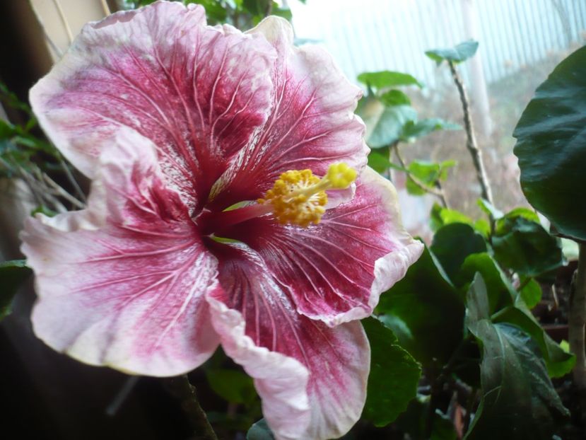 P1360163 - HIBISCUSI 2018-1
