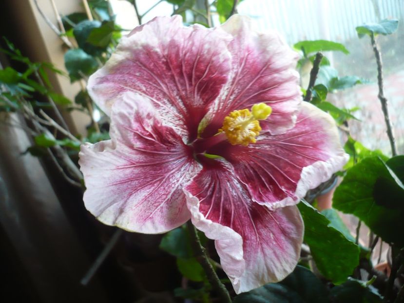 P1360165 - HIBISCUSI 2018-1