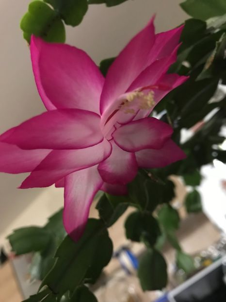  - Schlumbergera 2018