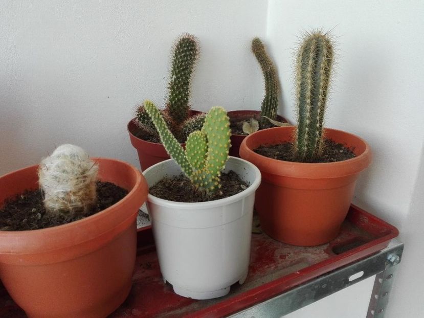 cactusi 8 lei - Flori de apartament