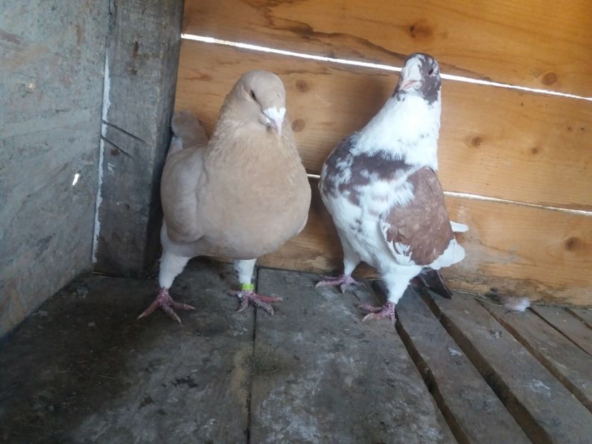  - Perechea nr 1 matcă 2018 A G H