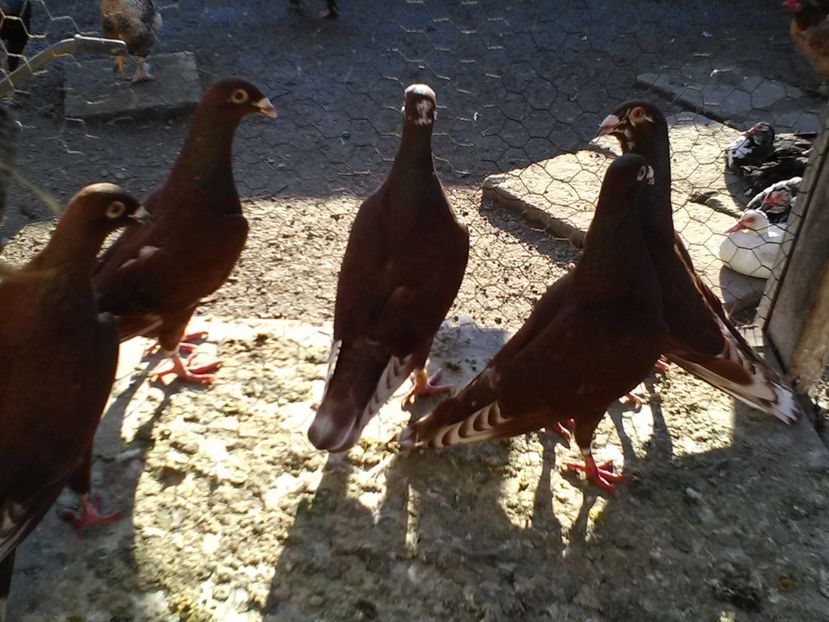  - Porumbei sport si rosii de București!