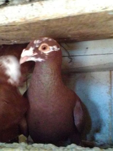  - Porumbei sport si rosii de București!