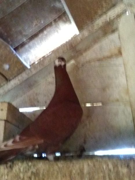  - Porumbei sport si rosii de București!