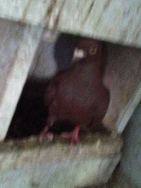  - Porumbei sport si rosii de București!