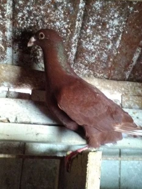  - Porumbei sport si rosii de București!