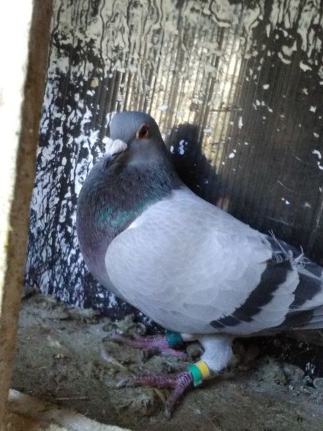  - Porumbei sport si rosii de București!