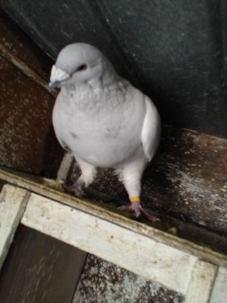  - Porumbei sport si rosii de București!