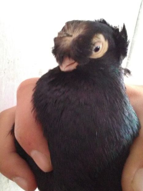  - Dublu moțați de calarasi