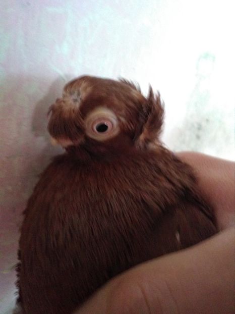  - Dublu moțați de calarasi