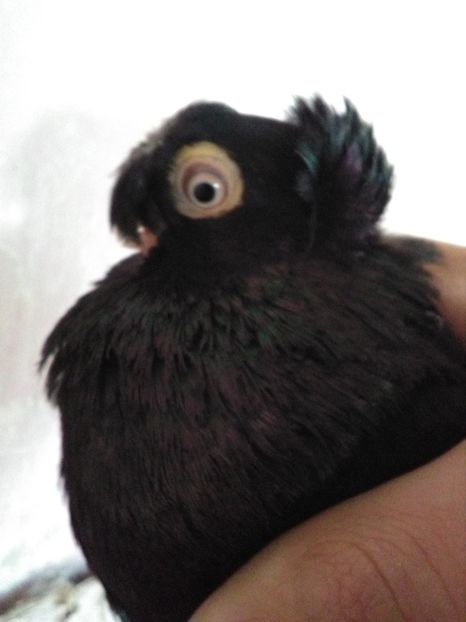  - Dublu moțați de calarasi