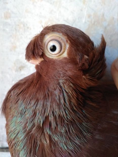  - Dublu moțați de calarasi