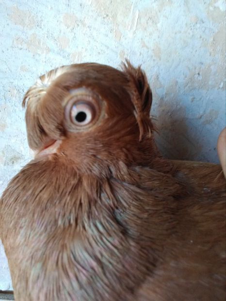  - Dublu moțați de calarasi