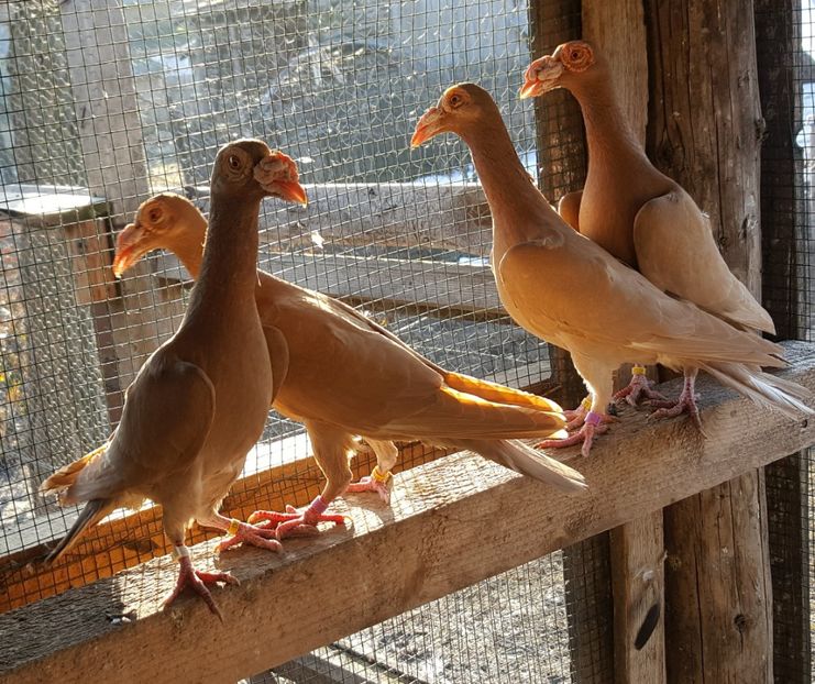  - CARIERI MATCA 2018