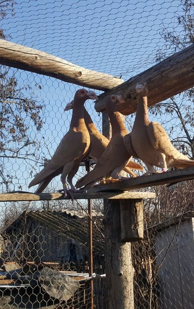  - CARIERI MATCA 2018