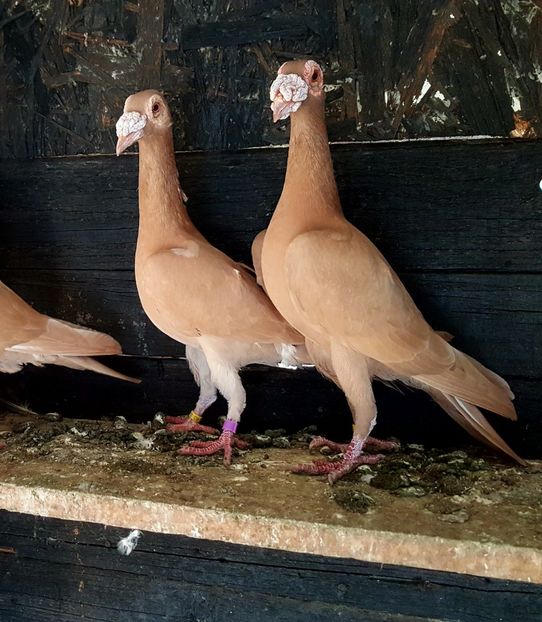  - CARIERI MATCA 2018