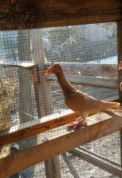  - CARIERI MATCA 2018