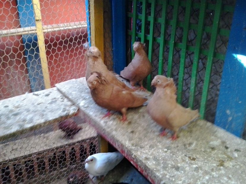 2015-11-02 12.42.57 - GENETICA