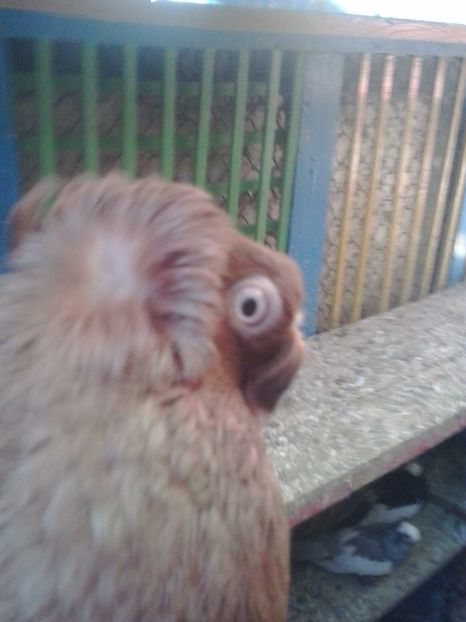 2015-11-04 14.14.00 - GENETICA