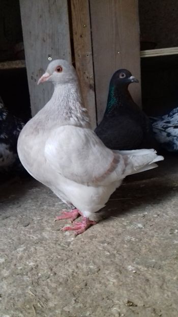 Fem. 2016 - texani 2019