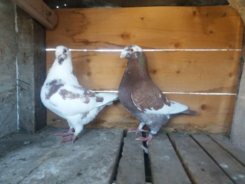  - Perechea nr 2 matcă 2018 A G H