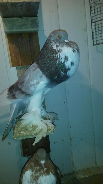  - Gusat pomerania 2019