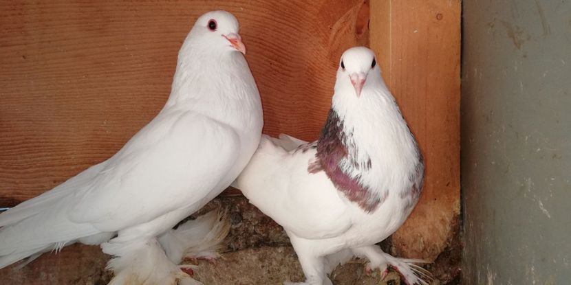  - Porumbei incaltati