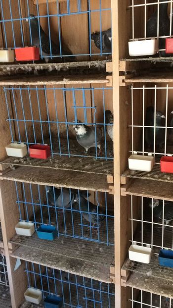 IMG-20180201-WA0013 - Porumbei 2018