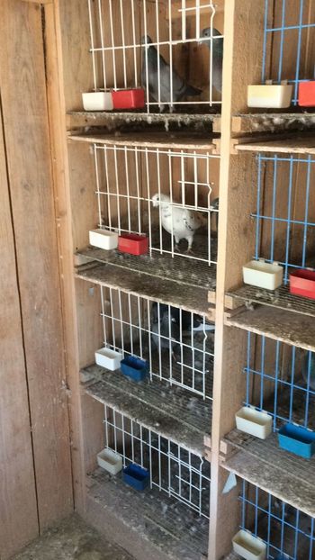 IMG-20180201-WA0012 - Porumbei 2018