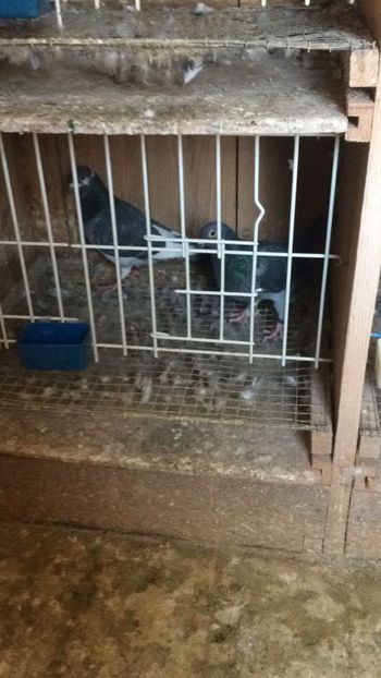 IMG-20180201-WA0011 - Porumbei 2018