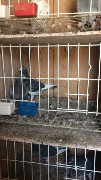 IMG-20180201-WA0009 - Porumbei 2018