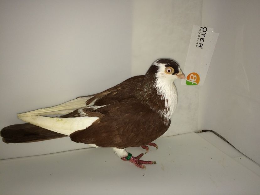 mascul  2017_2 - achiziții 2018