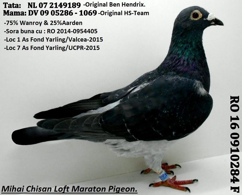 Femela Wanroy_Aarden - MATCA FEMELE