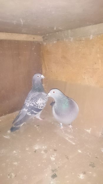 36 Berbecel + 36 Belgianca - Voiajori 2018