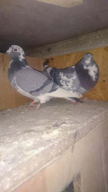 47 Prianu + 48 Vioria - Voiajori 2018