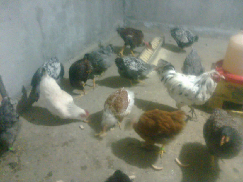 fotografie1483 - Pregatirea de iarna