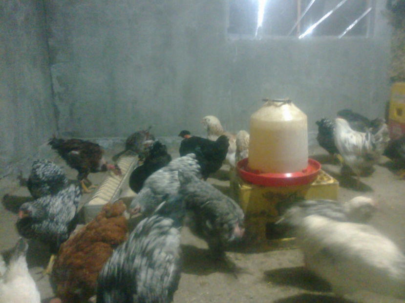 fotografie1485 - Pregatirea de iarna