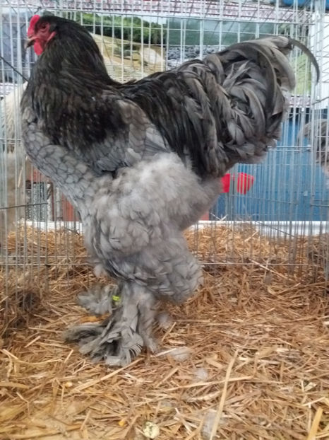  - Brahma Albastru 2018 nr1